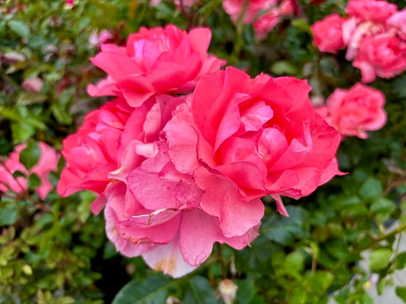 Rosa-Passionate-Kisses | Online Flower Garden Rosa ‘Passionate Kisses®’, | Online Flower Garden'Meizebul'