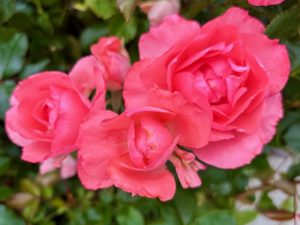 Rosa ‘Passionate Kisses®’