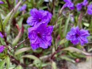 Ruellia x brittoniana