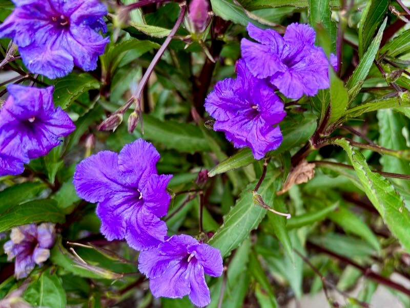 Ruellia x brittoniana, Mexican Hardy Petunia