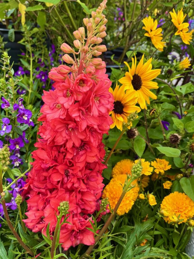 Delphinium ‘Red Lark’