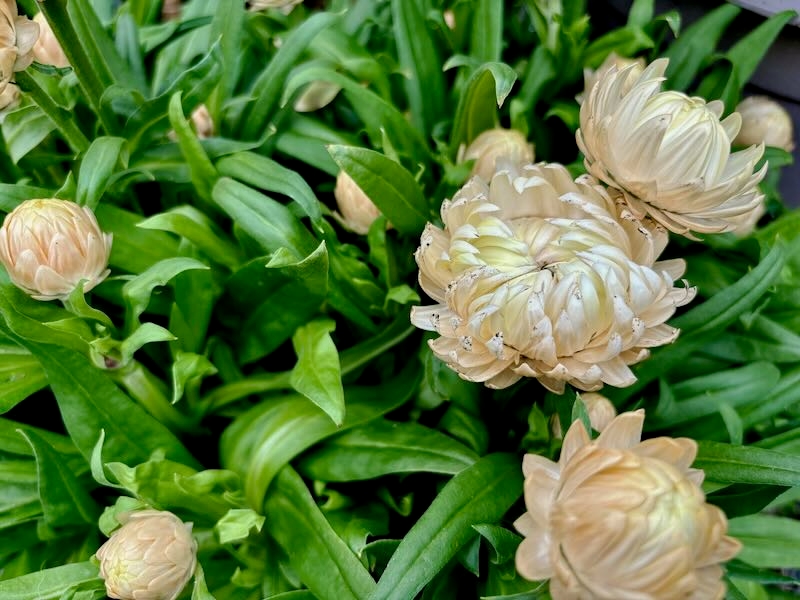 Bracteantha-Granvia-White | Online Flower Garden Bracteantha ‘Granvia® White’
