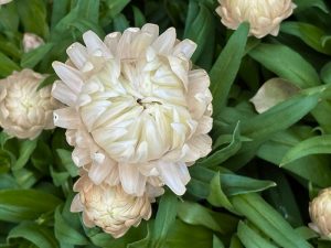 Bracteantha ‘Granvia® White’