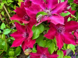 Clematis ‘Boulevard® Nubia™’