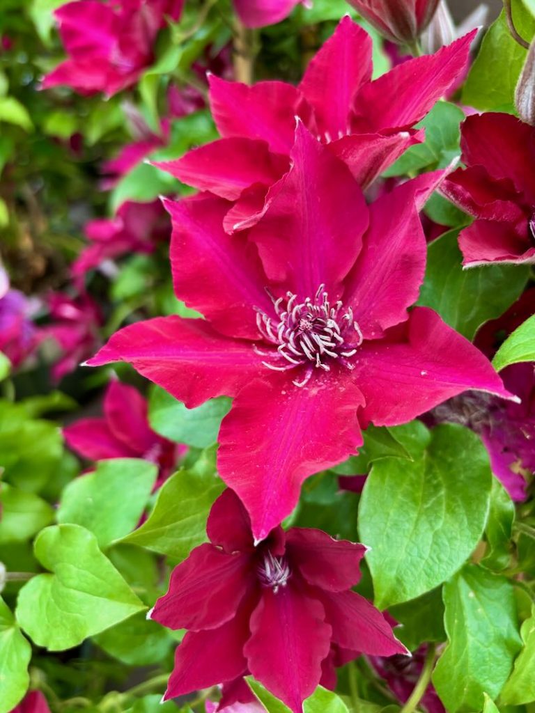 Clematis ‘Boulevard® Nubia™’