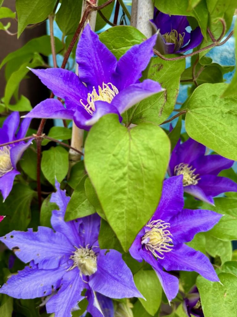 Clematis-Boulevard-Olympia | Online Flower Garden Clematis 'Boulevard® Olympia™'