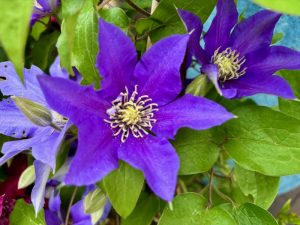 Clematis 'Boulevard® Olympia™'