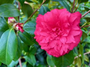 Camellia japonica ‘Colonel Firey’
