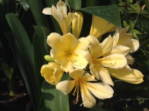Clivia Miniata - Belgian Hybrid Yellow | Online Flower Garden