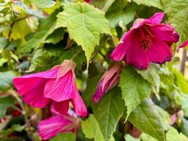 Abutilon hybridum 'Scarlet Fire'