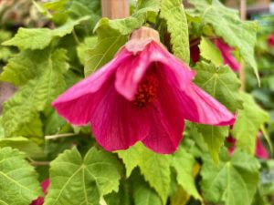 Abutilon hybridum ‘Scarlet Fire’