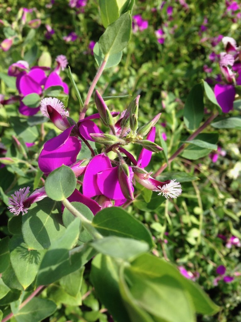 Polygala Dalmaisiana