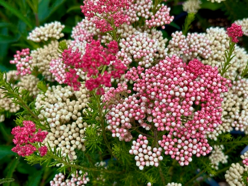 Ozothamnus-diosmifolius-Rose | Online Flower Garden Ozothamnus diosmifolius ‘Rose’