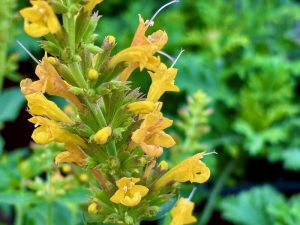 Agastache ‘Betterbuzz Amarillo’ | Online Flower Garden
