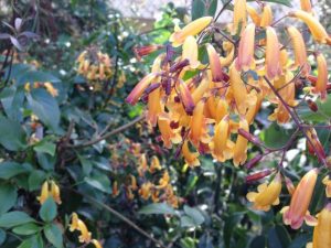 Pandorea pandorana Wonga Wonga