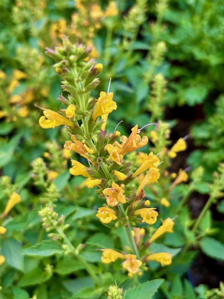 Agastache ‘Betterbuzz Amarillo’