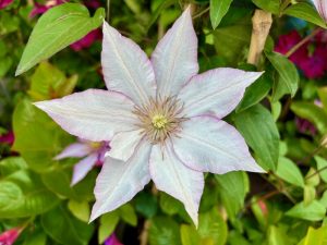 Clematis ‘Boulevard® Samaritan Jo™’