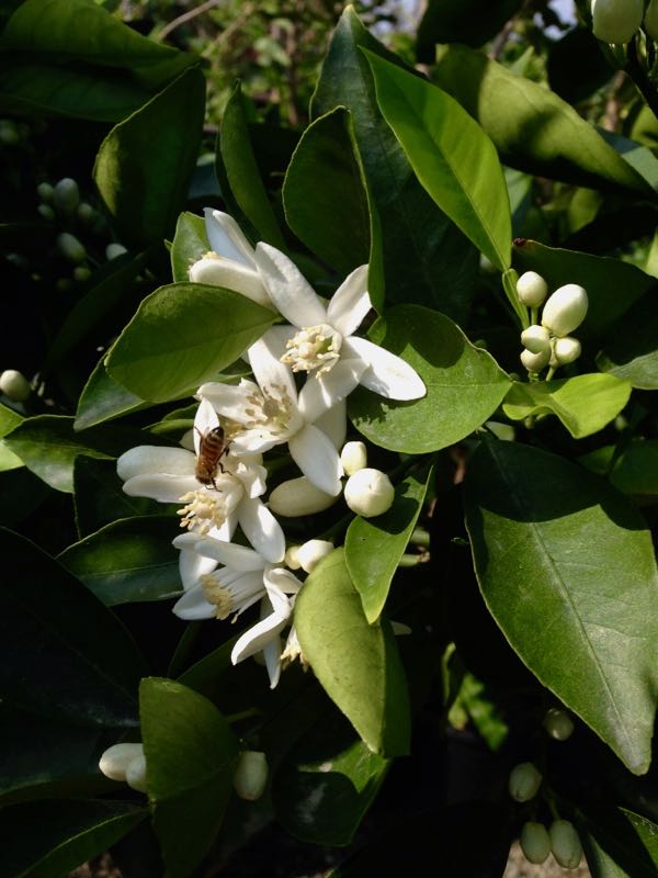 cara-cara-orange_6924 | Online Flower Garden Citrus sinensis 'Cara Cara'
