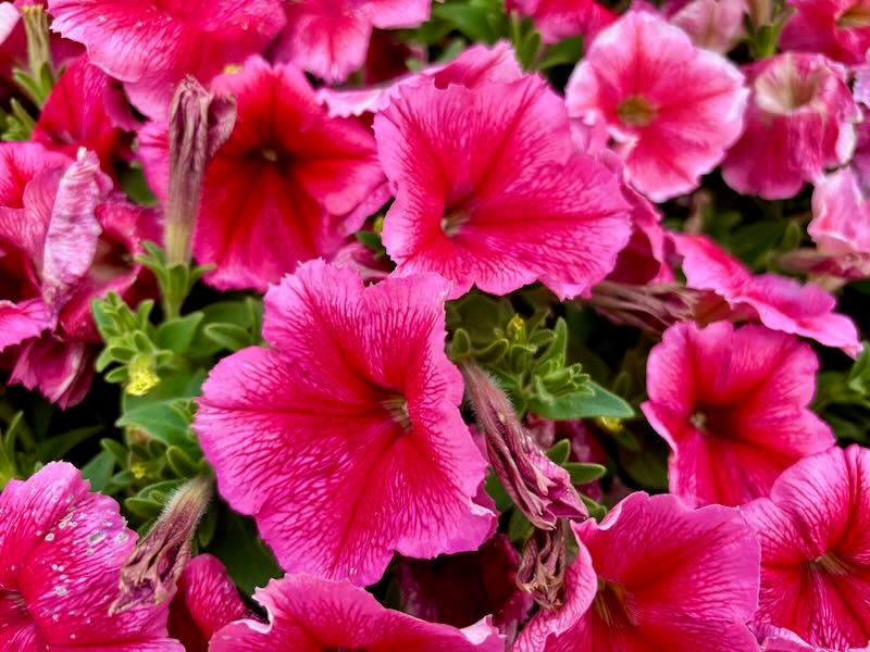 Madness® Summe, Petunia 'Madness® Summer'