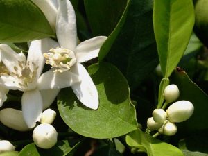 Citrus sinensis 'Cara Cara' | Online Flower Garden