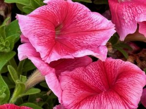 Petunia 'Madness® Summer'