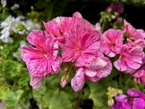 Pelargonium ‘Survivor® Pink Batik’