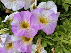 Petchoa SuperCal® Premium 'Pearl White'