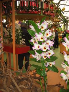 Keukenhof Dendrobium Orchid