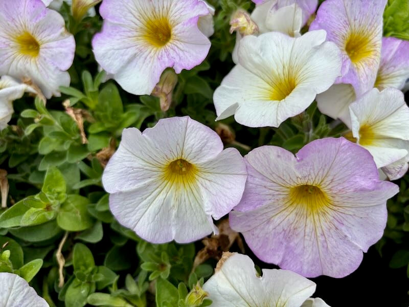 Petunia, Petchoa SuperCal® Premium 'Pearl White', Petunia
