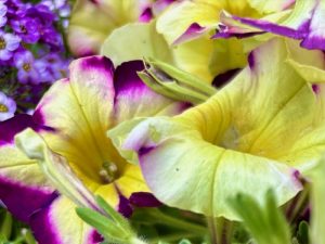 Petunia ‘Headliner™ Banana Cherry’ | Online Flower Garden