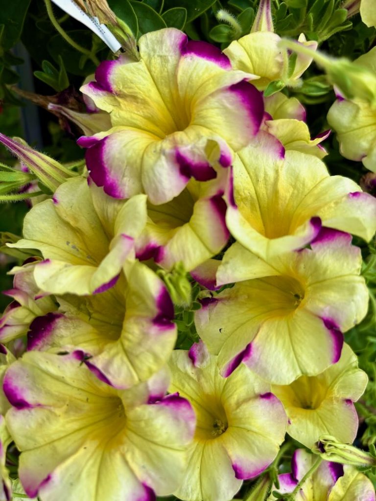 Petunia-Headliner-Banana-Cherry | Online Flower Garden Petunia ‘Headliner™ Banana Cherry’