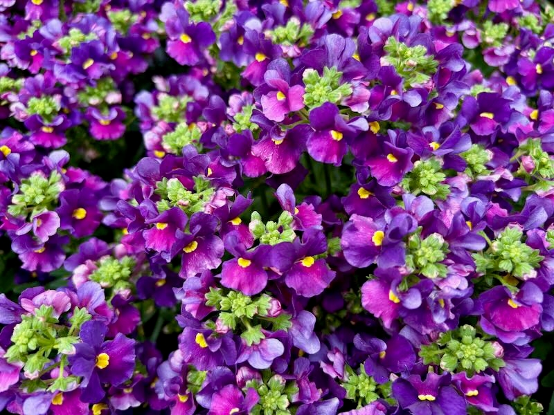 Nemesia-ESCENTIAL-Bumbleberry | Online Flower Garden Nemesia ESCENTIAL® 'Bumbleberry'