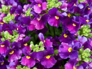 Nemesia ESCENTIAL® ‘Bumbleberry’