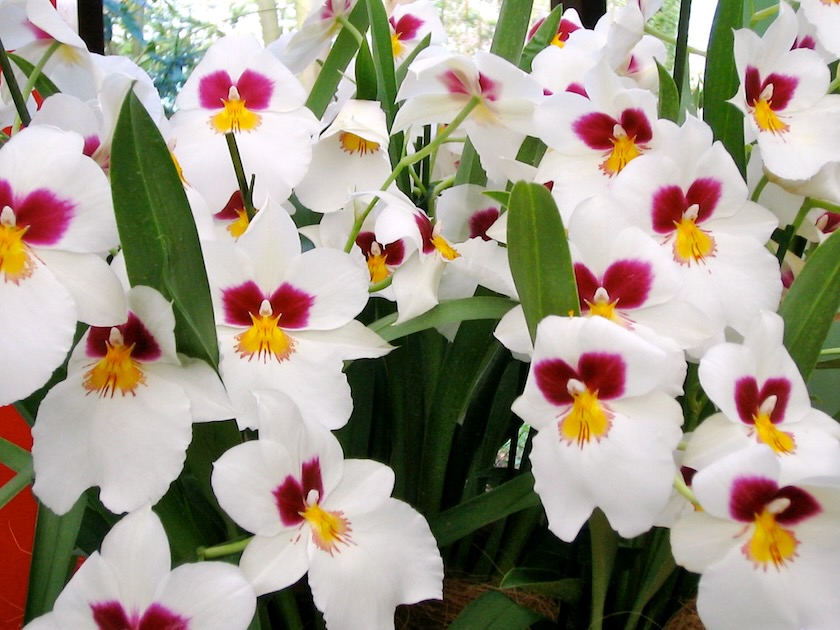 Orchidaceae Miltonia orchids keukenhof