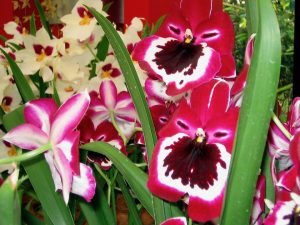 Orchids Keukenhof