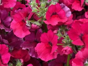 Nemesia 'Nesia™ Burgundy'