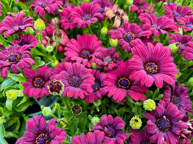 Osteospermum-Serenity-Red | Online Flower Garden Osteospermum 'Serenity™ Red'