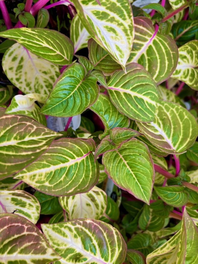 Iresine-Blazin-Lime | Online Flower Garden Blazin Lime, Iresine 'Blazin Lime'