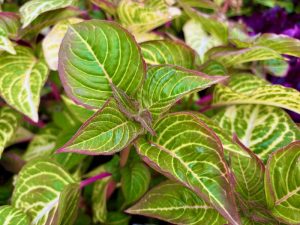 Iresine 'Blazin Lime' | Online Flower Garden