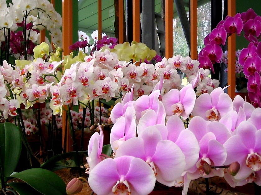 Beautiful light pink orchids at the show