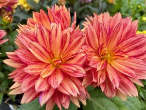 Dahlia ‘XXL Tabasco’