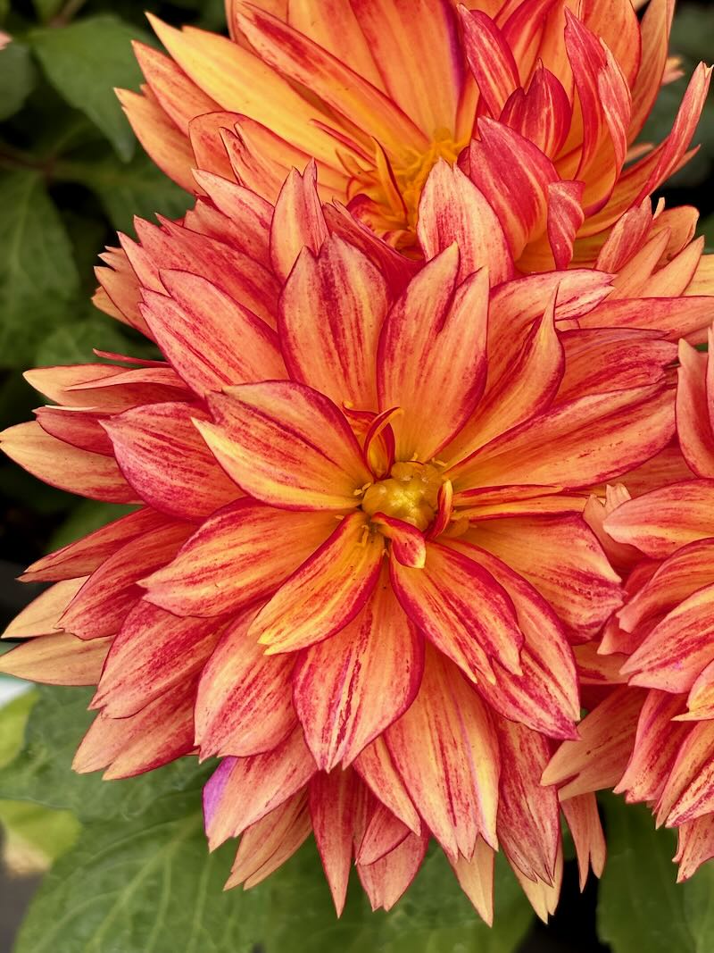 Dahlia ‘XXL Tabasco’