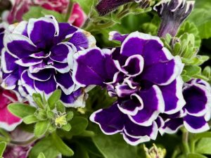 Petunia ‘Frosted Sapphire’