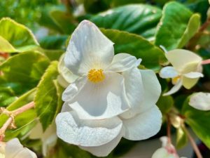Begonia ‘Whopper® White’