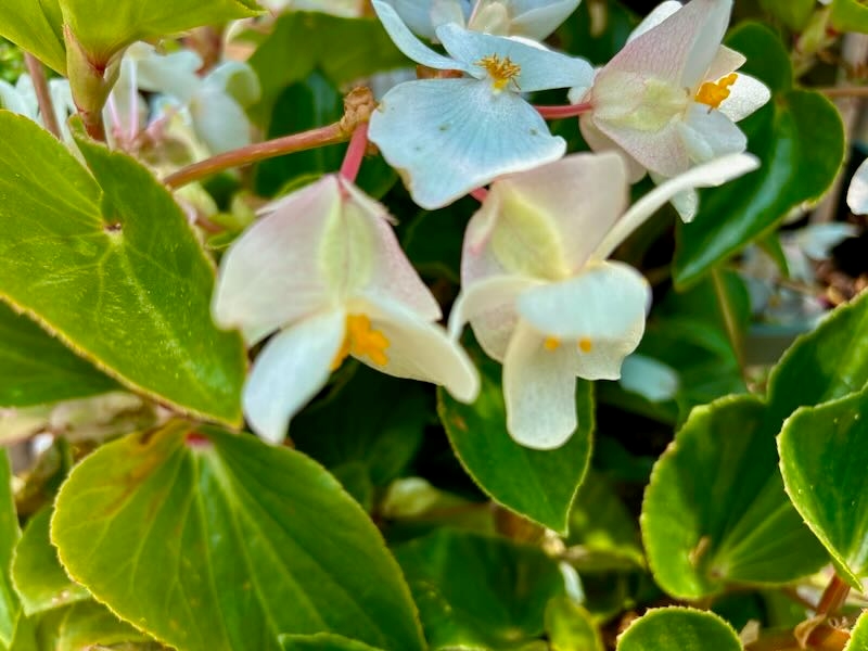 Begonia-Whopper-White | Online Flower Garden Begonia ‘Whopper® White’