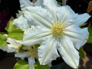 Clematis ‘Toki’ | Online Flower Garden