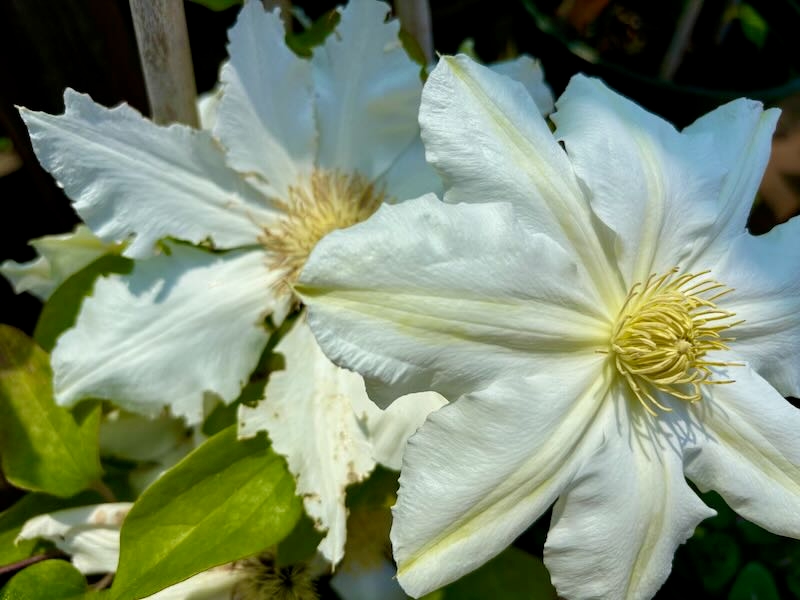 Clematis-Toki | Online Flower Garden Clematis ‘Toki’