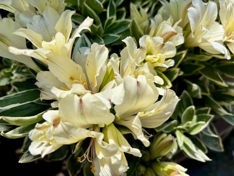 Alstroemeria-Colorita-Claressa | Online Flower Garden Alstroemeria 'Colorita® Claressa'