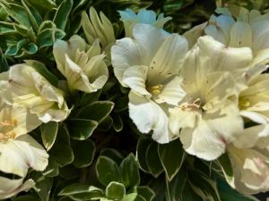 Alstroemeria 'Colorita® Claressa' | Online Flower Garden