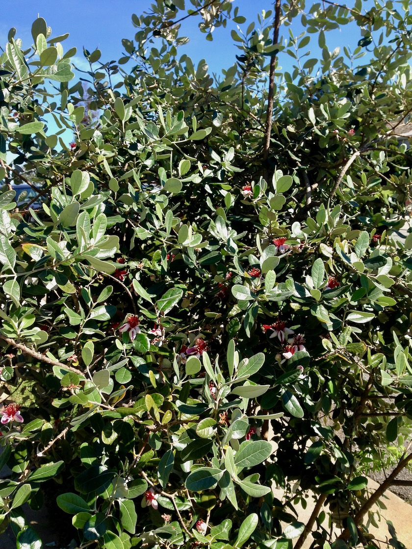 Acca-sellowiana | Online Flower Garden Acca sellowiana